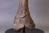 Huge, Adult Hadrosaur (Hypacrosaurus) Tibia Bone - Montana #245513-3